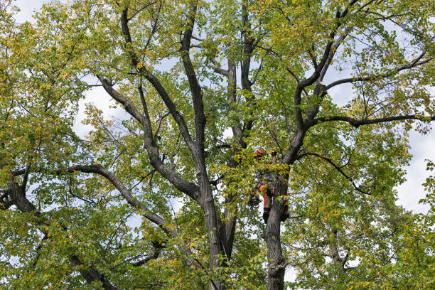 How Our Tree Care Process Works  in  Urbana, OH